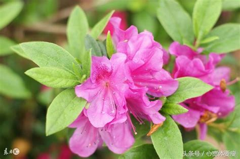 杜鵑花中毒怎麼辦|杜鵑花